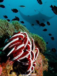 3 dives, multiple mantas on each one, the best diving day... by Victoria Mackenzie 